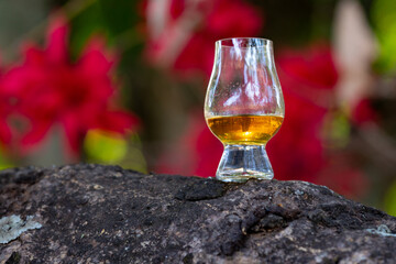 Single malt Scotch whisky in glencairn crystal glass in selective focus on the trunk of the rainforest tree.
