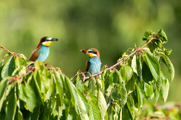 Merops apiaster with caught food on a tree