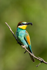 Merops apiaster with caught food on a tree