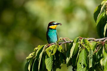 Merops apiaster with caught food on a tree