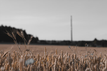 reeds at sunset