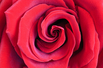Close-up of a red rose. Flower rose with red petals.