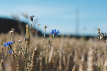 flowers in the field