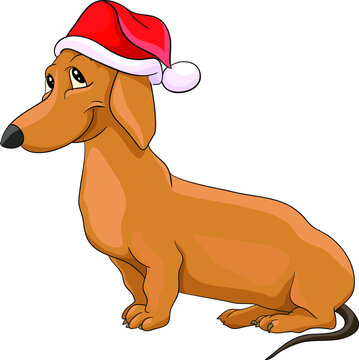 A nice domestic dog, a dachshund with a red Santa Claus hat., merry Christmas. gingerbread