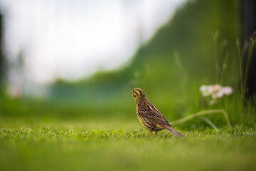 A selective focus shot of yellowhammer (emberiza citrinella) with green background in garden. A small bird looks into the horizon