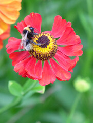 A bumblebee collects nectar on a helenium flower. Macro photography of insects, selective focus, blurred background, vertical orientation.