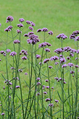Verbena bonariensis flower on a summer flowerbed in the park, selective focus, vertical orientation.