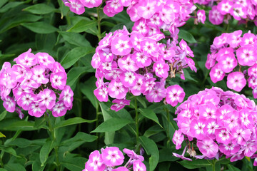 Purple-pink phloxes (Phlox paniculata) bloom on a flower bed in the summer in the park, selective focus, horizontal orientation.