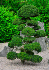 formowane kule tui (żywotnika), ogród japoński	