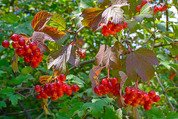 czerwone, błyszczące owoce kaliny Viburnum opulus, czerwone jagody kaliny, jesień - obrazy, fototapety, plakaty