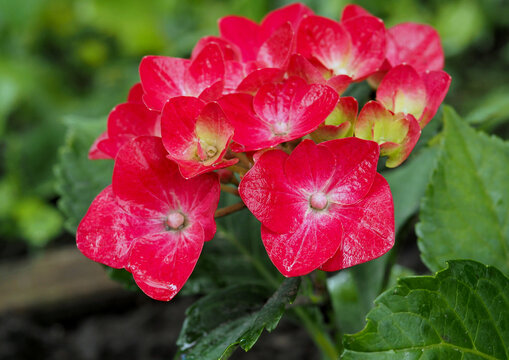 Beautiful red miniature hydrangea inflorescence