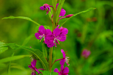 Flowers and plants in summer