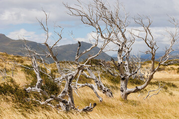 After the Fire, Torres del Paine, Patagonia