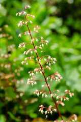 Flowers and plants in summer