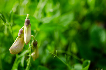 Flowers and plants in summer