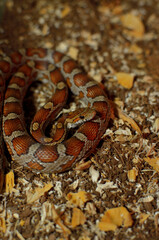 beautiful corn snake resting on its belly