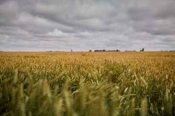 A field of wheat from which bread will be made. High quality photo