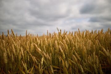 A field of wheat from which bread will be made. High quality photo