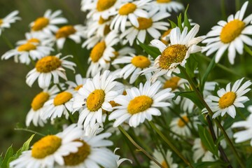Fototapeta premium Floral background from a large number of field daisies.