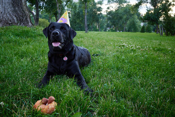 The black Labrador in a cap and with a donut celebrating his birthday. High quality photo