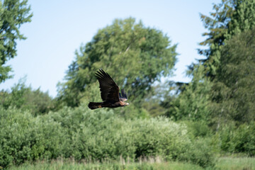 Eagle flying near a wood forest