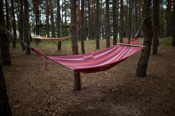 A hammock is stretched between trees in the forest. High quality photo