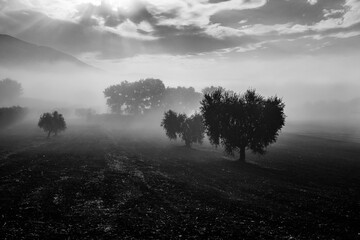 Olive trees in the middle of fog