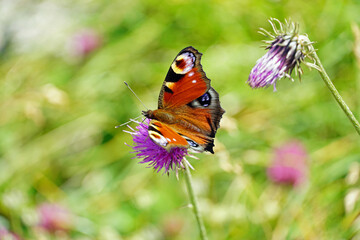 Butterfly on flower in the Bavarian Alps