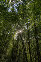 Tall trees in spring and green foliage, with sun filtering through the leaves