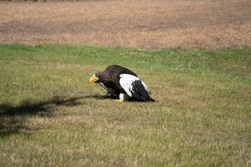 Steller's Sea Eagle in the grass