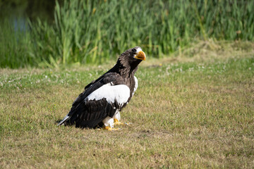 Steller's Sea Eagle in the grass