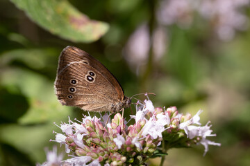 Schornsteinfeger bzw. Brauner Waldvogel (Aphantopus hyperantus)