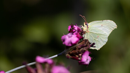 Zitronenfalter (Gonepteryx rhamni) Weibchen an Karthäusernelke