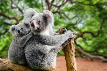 Zelfklevend Fotobehang Koala With A Cub in the Forest © DiamondFashion