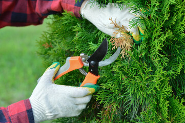 a close-up of the hands of a gardener, who is pruning dry yellow branches of thuja with a pruner.