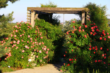 Fototapeta na wymiar Róże porastające drewnianą pergolę. Rozarium. Aranżacja ogrodu różanego