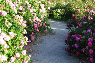 Fototapeta Ścieżka w ogrodzie różanym. Rozarium. Uprawa róż obraz