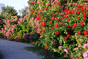Ścieżka w ogrodzie różanym. Rozarium. Uprawa róż