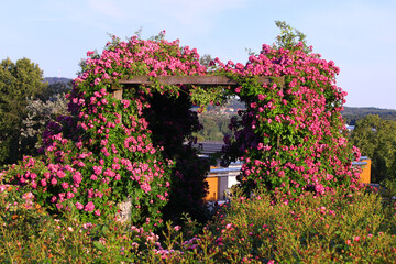 Fototapeta na wymiar Róże porastające drewnianą pergolę. Rozarium. Aranżacja ogrodu różanego