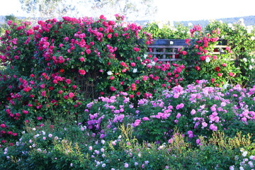 Roses on the wooden pergola. Rosarium. Rose garden arrangement