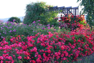 Fototapeta Róże porastające drewnianą pergolę. Rozarium. Aranżacja ogrodu różanego obraz