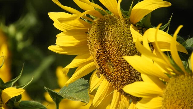 a honey bee walks and flies near a bright yellow sunflower flower in search of nectar on a sunny summer day - hvd slightly sideways against a dark background