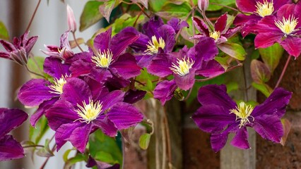 Purple Clematis Flowers in close-up