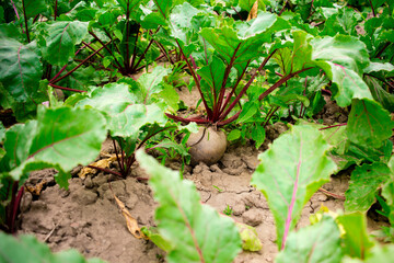 beets growing in the garden beetroot