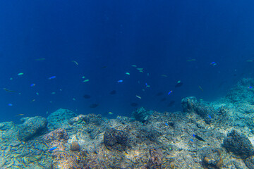Maldivian coral reef edge with the open ocean with native tropical fish swimming in rays of sunlight - Side on 