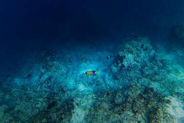 Fototapeta na wymiar Regal angelfish skirts along the edge of the reef in the Maldives 