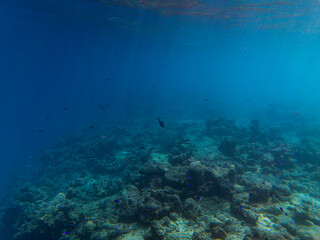 Fototapeta na wymiar Fish highlighted by sunrays at a reefs edge in the Maldives