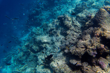 Maldivian reefs edge with tropical fish swirling about - Landscape 