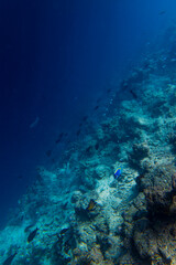 Fototapeta na wymiar Maldivian reefs edge with tropical fish (Blue surgeonfish) swirling about - Portrait 