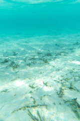 Underwater shot of white sand and coral reef with turquoise water above it in the Maldives - Portrait 
